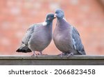 Wood Pigeons  Pair Of Birds...