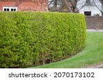 Small photo of Garden hedge, wild privet (ligustrum vulgare) outside Victorian house in spring time, UK