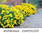 Chrysanthemum Flowers  Yellow...