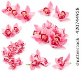 Set Of Orchid Flowers Isolated...