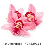 Beautiful Pink Orchid Flowers...