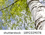 Blooming Birch tree in a sunny spring day. Young bright green leaves on birch tree branches close-up. White birch trunk in focus on a blue sky background. Spring birch in bright sunlight close up.