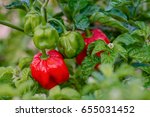 Red ripe scotch bonnet hot spicy pepper plant gardening raw food spice