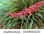 Long Stem Of The Red Yucca...