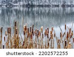 Autumn Snow And Cattails By Big ...