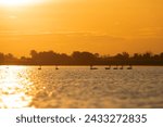 Small photo of Mute Swans – Cygnus olor in magic, orange sunset in the Danube delta, Romania