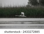 Small photo of Mute Swan – Cygnus olor flying over the water in the Danube delta, Romania