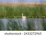 Small photo of Mute Swan – Cygnus olor in the Danube delta, Romania