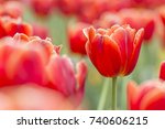 Beautiful Red Tulips  Darwin...