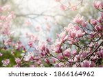 Beautiful magnolia tree blossoms in springtime. Jentle magnolia flower against sunset light. Romantic creative toned floral background.