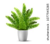 vector realistic fern in a pot. ... | Shutterstock .eps vector #1077545285
