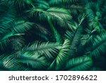 Beautiful Tropical Forest With...
