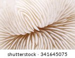 Background Of Seashell Of...