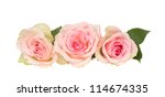 Three Pink Roses  Isolated On...