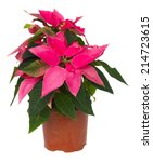 Pink Poinsettia Flower Or...