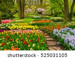 Colourful Tulips Flowerbeds And ...