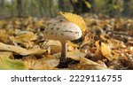The Parasol Mushroom In The...