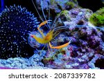 Golden coral Mediterranean boxer shrimp - Stenopus spinosus