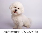 Small photo of The Bichon Frise toy dog photo-shooting in studio