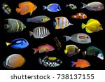 Big collection of saltwater fishes