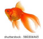 Gold Fish Isolated On White...
