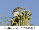 Gila Woodpecker And Bees On...