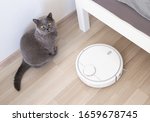 White robot vaccum cleaner and gray british cat on the floor in the living room