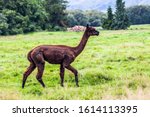 Small photo of Animal breeding farm for meat and wool. Charming brown llama after a haircut pasting on green grass. The concept of exotic, ecological and photo tourism