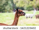 Small photo of Animal breeding farm for meat and wool. Portret. Charming brown llama after a haircut pasting on green grass. The concept of exotic, ecological and photo tourism