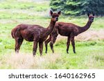 Small photo of Animal breeding farm for wool and meat. Pair of adorable brown llums after a haircut pasting on green grass. The concept of exotic, ecological and photo tourism