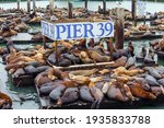 Pier 39 in San Francisco - Fisherman's Wharf on the San Francisco Bay. Hundreds of sea lions lie on wooden platforms, pose, sleep, growl and fight. Popular tourist destination in USA