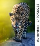  jaguar preparing for the hunt