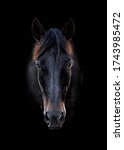  Head Portrait Of A Black Horse ...