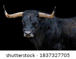 Portrait of a bull with black background