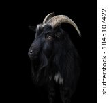 Black Goat With Big And Curved...