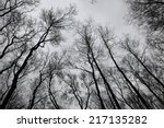 Bare Trees Of An Autumn Forest