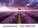 rows of purple lavender in a... | Shutterstock . vector #2017384118