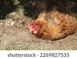 Small photo of Close up of a chicken or hen dust bathing to rid itself of mites.