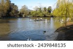 Small photo of Coxless four boat rowing on the river, great Ouse in Bedford, United Kingdom on 16th March, 2024.