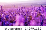 Lavender Field In The Summer