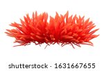 3d Rendering Of A Red Anemone...