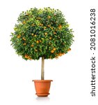 Small Orange Tree Plant In Pot  ...