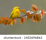 Yellow Warbler Portrait in Spring