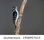 Female Downy Woodpecker...