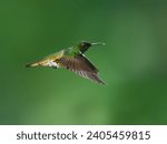 Small photo of Buff-tailed Coronet in flight on green background