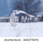 Snowy Owl Free Stock Photo - Public Domain Pictures