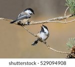 Two Black Capped Chickadees...