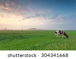 cow grazing on pasture in summer morning