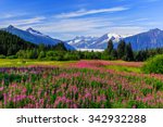 Juneau, Alaska. Mendenhall Glacier Viewpoint with Fireweed in bloom. 