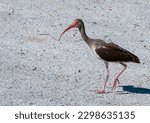 Birds usa. american white ibis  ...